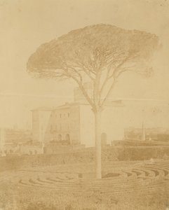 [Boom in Formele Tuin Buiten Palazzo], 1860s-70s