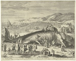 Gestrande walvis bij Berckhey, 1598 Een walvisch lang 70 voeten, gestrandt op de Hollandtse zee-kust, tusschen Schevelingen en Katwyk, in Sprokkelmaandt, 1598