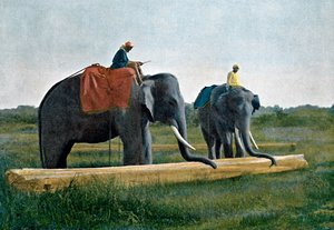 Olifanten verplaatsen een boomstam, Ceylon, ca. 1890 door Gillot