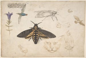 Studies van een Gentiaan, Mot, Vogels, Katten, Vlechtmotief en Griekse Fretten recto, 1530-40 door Giorgio di Giovanni