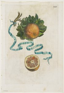 Aurantium Crispo Folio, uit Hesperides, 1646 door Giovanni Battista Ferrari