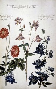 Botanische plaat: drie soorten ancolies (Aquilegia) - In 