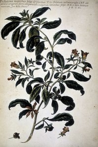 Botanische kaart: Belladona (Belladona Majoribus Folys)