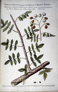 Opobalsamum (tak met hars) - In 