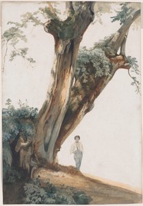Oude bomen in de Romeinse Campagna