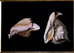 Twee schelpen (stilleven met zeeschelpen)