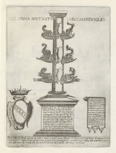 Colonna rostrata