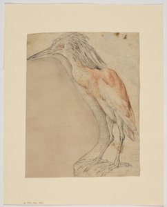 Reiger, recto (krijt op papier) door Giovanni da Udine (after)