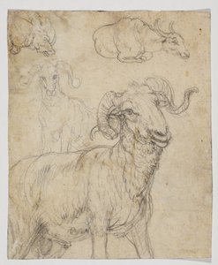Ram en buffel, verso (krijt en aquarel tekening)