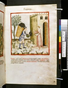 Theatrum sanitatis door Ububchasym de Baldach: 