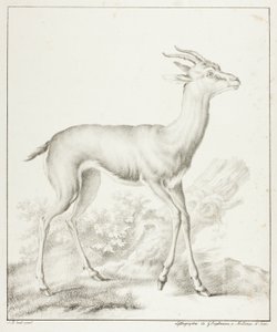 Antilope door Gottfried Engelmann