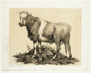 De Stier
