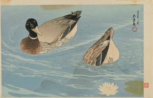 Eenden, Taisho periode, augustus 1920 (kleur houtsnede)