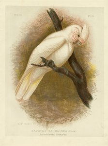Bloedbevlekte Kaketoe, 1891