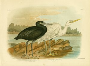 Blauwe Rifreiger, 1891 door Gracius Broinowski