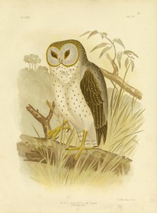 Delicate Uil, 1891