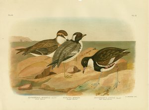 Kapdotterel, 1891