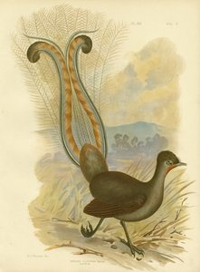 Liervogel, 1891 door Gracius Broinowski