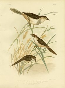 Roodgetinte Cincloramphus of Roodzanglijster door Gracius Broinowski