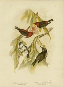 Sanguineous Honeyeater, 1891 door Gracius Broinowski