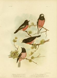 Roodborstje of Pacifische Roodborst, 1891 door Gracius Broinowski
