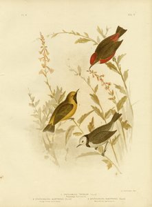 Tricolored Ephthianura, 1891 door Gracius Broinowski