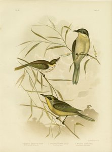 Wattle-Wang Honingeter of Paars-Gegapte Honingeter, 1891 door Gracius Broinowski