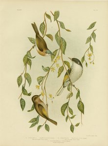 Witkeel-honingeter, 1891 door Gracius Broinowski