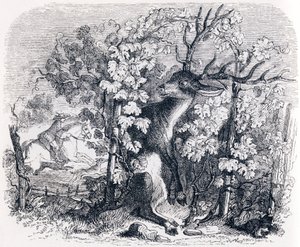 Het hert en de wijnstok - Fabels van La Fontaine