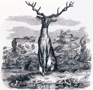 Het hert dat zichzelf in het water ziet - Fabels van La Fontaine door Grandville