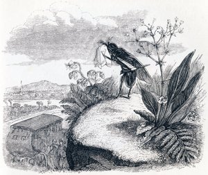 De teek en de vlieg - Fabels van La Fontaine door Grandville