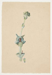 Studie van een bloem
