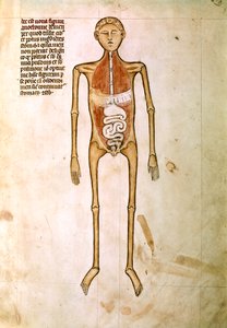 ANATOMIE: Miniatuur uit "Anatomie" door Guido da Vigevano, lijfarts van koning Filip VI van Frankrijk (miniatuur)