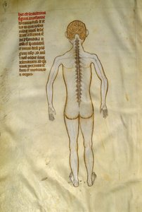 Anatomie en chirurgische borden: ruggenmerg (in de wervels van de wervelkolom). In “Liber notabilium Philippi septimi francorum regis, a libris Galieni extratus” door Gui de Pavia circa 1345. Chantilly, Musee Conde