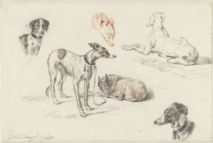 Studies van honden door Guillaume Anne van der Brugghen