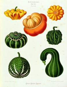 Courgettes: uit het "Album Benary" Tab. XV