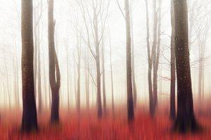 Dromerig rood bos door Gustav Davidsson