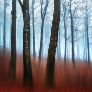Droom in het mistige bos door Gustav Davidsson