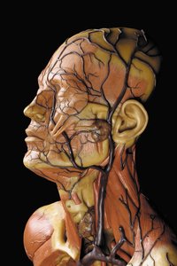 (detail) van een mannelijk anatomisch ecorché model, met spieren, slagaders en aders, de bloedsomloop en het zenuwstelsel door Gustav Zeiller