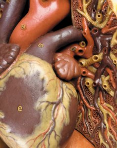 (detail) van een mannelijk anatomisch ecorché model, met spieren, slagaders en aders, de bloedsomloop en het zenuwstelsel door Gustav Zeiller