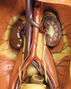 Detail van een mannelijk anatomisch ecorché model, met spieren, slagaders en aderen, de bloedsomloop en het zenuwstelsel door Gustav Zeiller