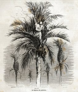 De binding van de palmbomen in Elche, met als doel de witheid te behouden, om ze te vlechten, tekening door Gustave Doré (1832-1883), om zijn reis naar Spanje in 1862 te illustreren, met Ch. Davillier. Gravure in 