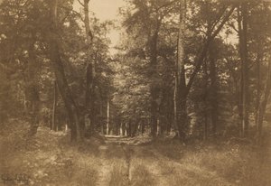Bas-Bréau, Bos van Fontainebleau door Gustave Le Gray