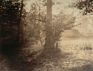 Boomstudie, Bos van Fontainebleau door Gustave Le Gray