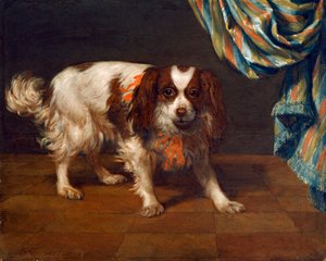 Een King Charles Spaniël