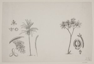 Botanisch blad uit Schouws geschriften