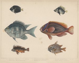 1. Etroplus Fumosus, 2. Heniochus Macrolepidotus, 3. Glyphisodon Smaragdinus, 4. Amphiprion Frenatus, 5. Apistus Rubrippinis, 6. Monocentris Japonicus door H. Patterson