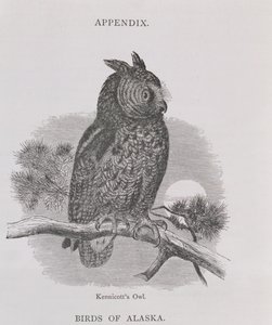 Kennicotts uil, uit Alaska and its Resources, door William H. Dall, gegraveerd door H. H. Nicholls door H. W., Elliot