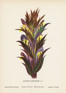 Wilde Bloemen van het Heilige Land: Acanthus Dioscoridis; Oosterse Berenklauw