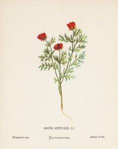 Wilde bloemen van het Heilige Land: Adonis Aestivalis; Fazantenoog
